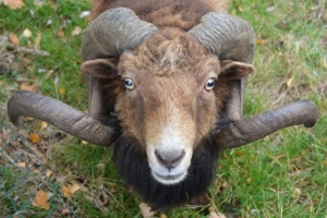 Ram